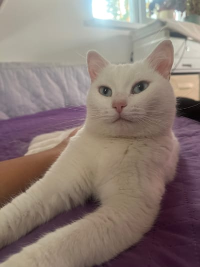A white cat with striking blue eyes is the subject of this photograph, which appears to have been taken indoors. The cat is positioned on a textured purple surface, possibly a bed or a sofa, with its front paws extended forward. A human arm, with visible skin and light hair, is seen resting beside the cat, suggesting an interaction or a moment of companionship. In the background, a blurry light source, likely a window with daylight filtering through, is visible, along with indistinct shapes that hint at furniture or other household objects. The overall lighting is soft and diffused, creating a relaxed and intimate atmosphere. The image is devoid of any information or visual cues that would indicate its specific location in the city of Gat', Russia.