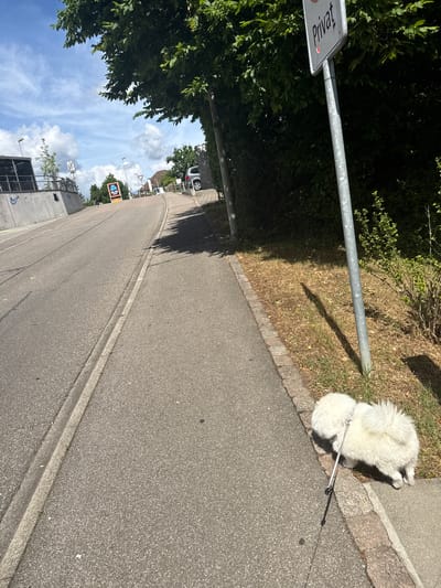 A street scene in Lausen, Switzerland is viewed in an angled shot. A white, fluffy dog is positioned on the sidewalk, attached to a leash. A gray metal pole, presumably part of a sign structure, stretches horizontally across the frame. To the left, dense green foliage is seen, while an "Aldi" sign is visible in the distance. The sky is partially visible, filled with clouds. A vehicle is parked on the side of the street further along. The road appears to be a residential street. The sign attached to the metal pole says "Privat".