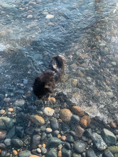 A small, dark-furred dog stands in shallow, clear water flowing over a rocky shore in Gulripshi, Abkhazia. The dog is wet, with water splashing around its paws and hindquarters. The rocks on the shore are varied in size, color, and shape, ranging from small pebbles to larger, smoother stones. Sunlight glints off the water's surface and the wet stones, creating bright highlights. The water appears to be a river or stream, with a gentle current visible. The background is out of focus, suggesting the image was taken from a slightly elevated perspective.