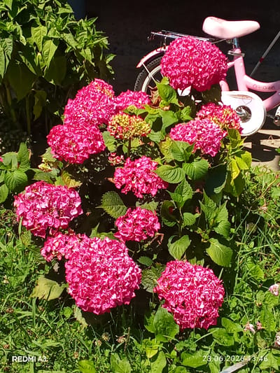 The image displays a vibrant cluster of pink hydrangeas in full bloom, nestled in lush green foliage and grass. Behind the flowers, a pink children's bicycle with training wheels is partially visible, suggesting a playful or family-oriented setting. The background is out of focus, but appears to be an outdoor environment, possibly a garden or yard, with some dark elements that could be a wall or fence. The scene is illuminated by bright sunlight, casting shadows and highlighting the textures of the flowers and leaves. The timestamp "23.06.2026 13:46" and "REDMI A3" watermark are present in the lower corners, indicating the date and device used for capture. No people are visible in the frame. The image does not contain any specific landmarks or elements that would allow for precise localization within Pshap, Abkhazia.