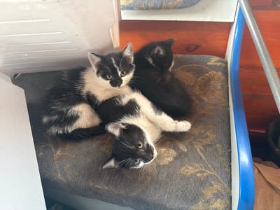Three black and white kittens are resting on a patterned cushion. One kitten is lying on its back, looking up at the camera with wide green eyes. Its fur is a mix of black and white, with white paws and a white chest. Another kitten, mostly black with white markings on its face and chest, is curled up beside it. The third kitten, mostly black, is nestled behind the other two, with its head resting on the cushion.

The kittens are on a patterned cushion with a floral design. The background is out of focus but appears to be a wooden surface, possibly a table or a wall. A white plastic structure is visible on the left side of the image, and a metallic pole is on the right. The lighting suggests it is daytime, and the overall scene is peaceful and domestic. The kittens appear relaxed and comfortable in their surroundings. No text is visible in the image.