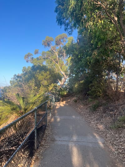 The image displays an outdoor scene in Applecross, Australia, featuring a descending concrete pathway flanked by vegetation and a chain-link fence. The pathway, gray and showing some discoloration, curves gently to the right as it recedes into the background. Long, distinct shadows are cast across the pathway from the foliage, indicating direct sunlight from a low angle.
To the left of the pathway, a dark green chain-link fence with a metallic top rail runs parallel, extending from the foreground into the mid-ground. Beyond this fence, a steep embankment is covered with dense green vegetation, including palm-like plants and various trees. In the upper left background, a large expanse of clear, bright blue sky is visible, with distant green trees partially obscuring a body of water faintly visible on the horizon.
The right side of the pathway is bordered by a densely vegetated slope, consisting of numerous trees and shrubs with varying shades of green foliage. The ground immediately adjacent to the pathway on the right is covered with a thick layer of dry, reddish-brown leaves and small branches. No individuals, animals, or specific man-made objects beyond the pathway and fence are discernible within the frame.