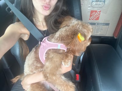 In Deerfield Beach, Florida, a person holds a small, light brown dog in the passenger seat of a vehicle. The person, partially visible, wears a black tank top and a necklace. The dog is wearing a pink harness and has yellow and orange accents in its fur. A seatbelt is fastened. In the background, moving boxes are stacked, one labeled "FRAGILE" with checkboxes for room destinations, and another with "THE HOME DEPOT" branding. The vehicle's interior, including a black leather seat, is visible.