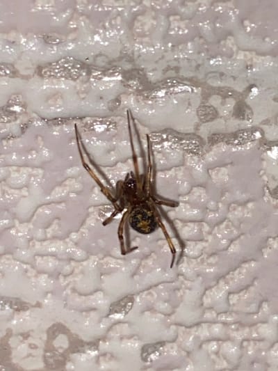 The image shows a close-up, high-angle view of a spider on a textured, off-white surface. The spider is dark brown with some yellow or lighter markings on its abdomen. It has eight legs, all of which are visible and spread out. The spider is positioned diagonally in the frame, with its head pointing towards the upper right. The surface it is on appears to be a wall or similar material with a rough, uneven texture and some glossy or reflective patches. There is no visible text, and no indication of time of day, weather, or emotions. The setting appears to be indoors due to the lighting and the textured surface.