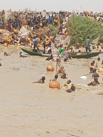 The image displays a bustling communal fishing scene taking place on a wide body of muddy-brown water alongside a densely populated bank in Kokani North, Nigeria.

In the foreground and mid-ground, numerous individuals, predominantly men and boys, are partially submerged in the water, many bare-chested or minimally clothed. Several spherical, orange-brown gourds or floats are present among them and are also visible on the bank. Some individuals in the water are actively managing fishing nets.

Two narrow, green boats are identifiable. A prominent boat in the mid-ground contains three individuals: a man in a light cap and blue shirt stands at the bow, propelling the boat with a long pole; a second person, wearing elaborate yellow and black traditional attire, sits centrally; and a third individual, in green traditional clothing, is seated towards the stern. A second boat is partially visible to the right, with a person standing and handling fishing equipment.

The background reveals a crowded shoreline extending across the frame, packed with a large gathering of people. This bank area is heavily laden with numerous fishing nets, poles, and additional gourds. A section of green shrubbery is present on the right side of the bank. The sky in the far background appears hazy.