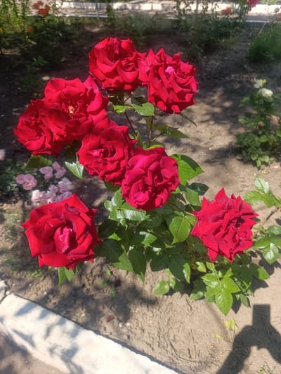 A cluster of seven vibrant red roses blooms in a garden setting, with some in full bloom and others appearing as buds. The roses are the primary focus, with their petals displaying a rich, velvety texture. The background consists of dry, sandy soil, with some green foliage and a white concrete border visible in the lower left corner. The scene appears to be an outdoor garden on a sunny day, casting distinct shadows on the ground, including the silhouette of a person holding a phone, suggesting the photo was taken by someone in the vicinity. The presence of pale pink roses in the blurred background indicates other flowering plants are also present in the garden. The overall impression is one of a well-maintained garden, likely in a residential or public space within the city of Soroca, Moldova, given the context provided.
