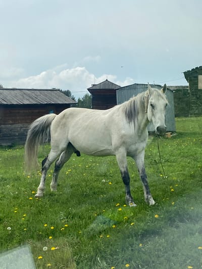 An adult white horse with a grey mane and tail stands in a grassy field dotted with yellow dandelions. The horse is facing the viewer and has a rope halter. Behind the horse are several wooden structures with pitched roofs, appearing to be barns or outbuildings, and a corrugated metal structure. The background shows a treeline under a cloudy sky. The scene is set in the village of Taltsy (Irkutsk), Russia, an open-air museum of architecture and ethnography.