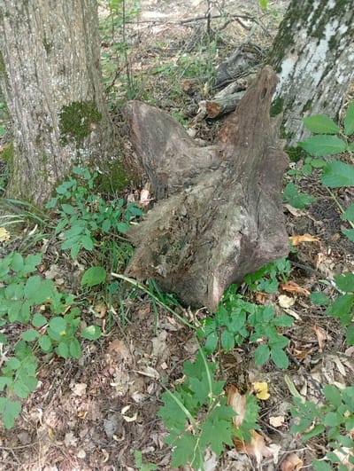The image depicts a woodland scene in Capriana, Moldova. The primary subjects are a large, gnarled tree stump in the foreground, with two tree trunks to its left and right, partially obscuring it. The ground is covered with fallen leaves, twigs, and a scattering of green undergrowth. The stump itself is rough and weathered, with visible texture and crevices. Moss grows on the base of the tree trunk to the left, suggesting a damp environment. The surrounding vegetation includes various plants with green leaves, some of which appear to be young saplings or ground cover. The lighting suggests it is daytime, with dappled sunlight filtering through the trees, creating shadows and highlights on the ground and the stump. There are no people or animals visible in the image. The overall impression is one of a natural, undisturbed forest floor. The time of day is likely late morning or early afternoon, given the direction and angle of the light. The weather appears to be fair, with no indications of rain or strong wind. The location cues are general to a forest setting, with no specific landmarks to pinpoint the exact spot within Capriana. There is no visible text in the image.