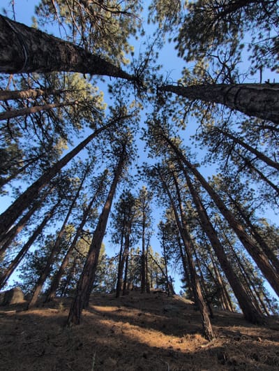 The image shows a low-angle view looking up at a stand of tall pine trees against a clear blue sky. The trees are on a sloping hill covered in dry pine needles and scattered rocks. Sunlight filters through the canopy, casting shadows on the ground. The scene appears to be a natural forest or park area. The specific location within the city of Boulder, United States, cannot be determined from the visual information alone.