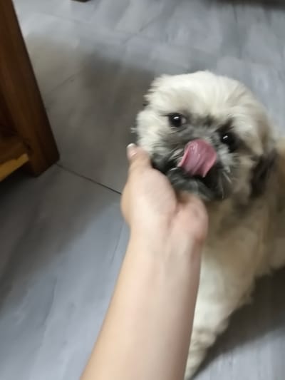 A Shih Tzu dog is being petted by a person. The dog has light-colored fur with some darker markings around its eyes and muzzle. Its tongue is sticking out, and its eyes are dark and round. The person's hand, with light skin, is visible gently stroking the dog's face. The background appears to be an indoor setting with a grey tiled floor. To the left, part of a wooden piece of furniture is visible, possibly a cabinet or table, which is a warm, brown color. The lighting suggests it's daytime, but the specific time is not discernible. The overall mood seems affectionate and playful, based on the dog's expression and the interaction. No text is visible in the image. The scene likely takes place in Imus, Philippines.