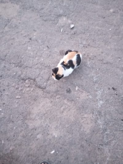 In Yasnopillia, Ukraine, a calico cat with patches of white, black, and tan is curled up on a cracked, grayish asphalt surface. The cat is positioned towards the upper right quadrant of the image. The ground shows signs of wear and tear, with visible cracks and some scattered debris. A portion of a person's foot, wearing a dark sandal, is visible in the lower left corner of the frame. The scene appears to be outdoors.
