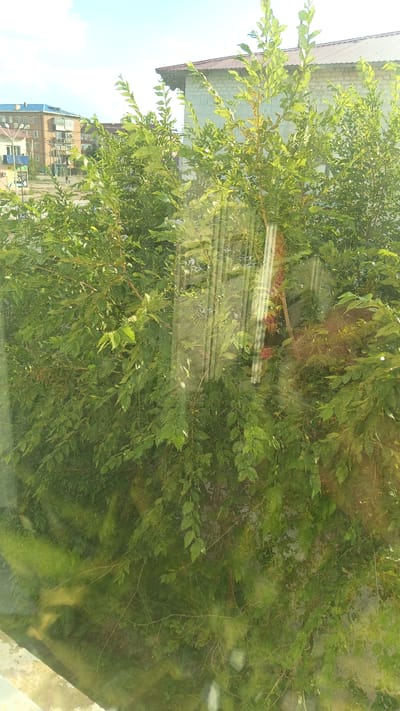 The image shows a dense cluster of green leafy branches and trees viewed through a window, with reflections obscuring parts of the scene. In the background, through the foliage, are buildings and a bright sky. The buildings include what appears to be a multi-story brick building with a brown roof, and a smaller, lighter colored structure. The sky is a clear, pale blue. The overall impression is of an outdoor urban or semi-urban environment with a focus on the lush greenery in the foreground, possibly a residential area in Maqat, Kazakhstan.