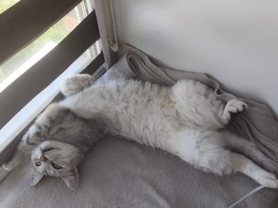 A medium shot shows a light-colored cat with gray tabby markings lying on its back on a gray blanket next to a window with blinds in the city of Chekhov-2, Russia. The cat's belly is exposed, and its paws are raised in the air. Its head is tilted, and its green eyes are looking upwards. The blinds are partially closed, allowing sunlight to stream through. The background is a white wall.