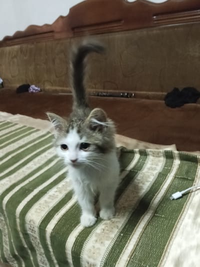 A fluffy, short-haired kitten with white and grey tabby markings stands on a striped bedspread. The kitten's tail is held high and curved over its back. The bedspread has alternating wide green and thinner cream stripes with a textured pattern within the cream stripes. The kitten's head is slightly tilted, and its ears are perked. In the background, a brown upholstered couch is visible, with a few dark-colored items and some patterned cloth lying on it. The lighting suggests an indoor environment, possibly a home. The image does not contain any information that places it in Urus-Martan, Russia.