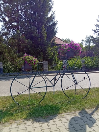 An outdoor, eye-level, medium shot captures a decorative metal bicycle on a paved walkway in Długołęka, Poland. The bicycle is painted dark green and serves as a planter for a pot of vibrant pink petunias. The bicycle's frame is visible, including its large spoked wheels, handlebars, and a central frame. The bicycle is positioned on a grassy area adjacent to the walkway. Behind the bicycle, a fence made of grey stone blocks can be seen, with lush green bushes and trees beyond. A portion of a red-tiled roof from a building is visible through the foliage. The sky is bright and clear. The foreground shows the textured pattern of the paved walkway and the dappled shadow of a person cast upon it.