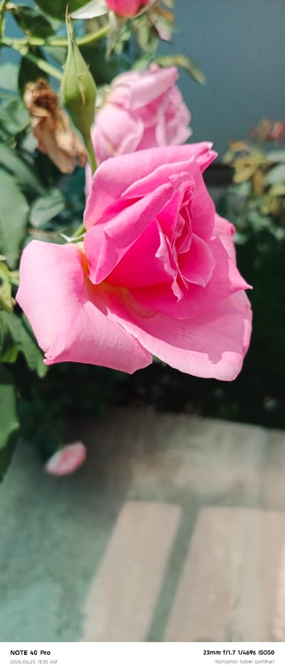 A close-up, vertical shot focuses on a vibrant pink rose in bloom, with its petals unfurling. To the left of the rose, a green rosebud is visible, along with some dried, brown leaves and dark green foliage. The background is blurred, showing a teal wall and out-of-focus greenery. The bottom of the image contains text that reads "NOTE 40 Pro 2026.06.25 11:33 AM" and "23mm f/1.7 1/469s ISO50 Nihijahoi tobei çumhurî". The provided metadata is not relevant to the image content or location.