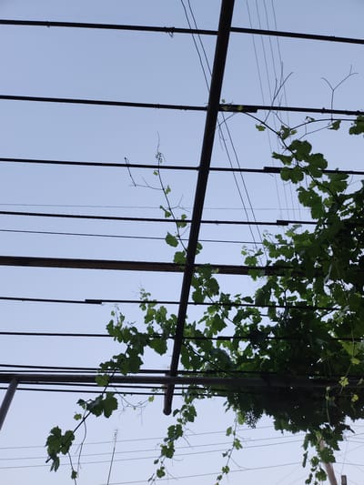 This is a low-angle, outdoor, full-shot photograph taken in Verin Artashat, Armenia, looking up at a sky obscured by a metal trellis structure supporting grapevines. The trellis consists of thick, dark metal beams and thinner wires stretched horizontally across. Several tendrils and leaves of grapevines are visible, some in focus and others blurred, interspersed with the metalwork. The sky is a pale, clear blue. The overall impression is one of an overhead canopy or pergola, with vegetation and man-made structures creating a layered effect against the sky.