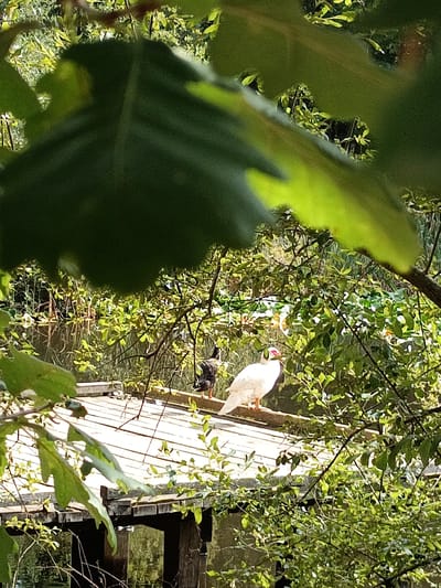 The image depicts two birds standing on a wooden structure. The bird on the left is dark with some spotting, while the bird on the right is predominantly white with a red facial area. They are positioned amidst lush green foliage and trees, with a body of water visible in the background. The wooden structure appears to be a platform or bridge. The scene suggests an outdoor natural environment. The location in Évreux, France, is not discernible from the visual information provided.