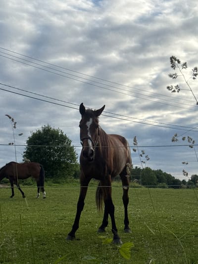 This media file depicts a serene rural scene in Saue, Estonia. The main subjects are two brown horses grazing in a lush green field under a cloudy sky. One horse, larger and in the foreground, is a dark brown with a white blaze on its face. It appears to be looking towards the camera, possibly curious. Its stance suggests it's standing or grazing. The second horse, smaller and in the background, is also brown and is seen from its hindquarters, also seemingly grazing.
The setting is an open field, characterized by vibrant green grass dotted with tiny white wildflowers. A line of trees forms a backdrop to the field, suggesting a wooded area beyond the pasture. Several thin wires, likely part of a fence, run horizontally across the frame, partially obscuring the horses and the landscape. Delicate stalks of grass or wild flora are visible in the foreground and scattered throughout the image, adding a touch of natural detail.
The sky is filled with soft, diffused clouds, indicating overcast or partly cloudy weather. The lighting is gentle, without harsh shadows, suggesting it could be morning or late afternoon. The overall mood of the image is peaceful and tranquil, capturing a moment of quiet life in the Estonian countryside. There is no visible text within the media file.