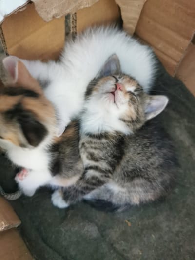 Three kittens are sleeping together in a cardboard box. The kitten in the foreground has tabby markings and its eyes are closed. A white kitten is curled up behind it, and a calico kitten is partially visible on the left. The box appears to be placed on a dark, textured surface, possibly a rug or blanket. The background is blurry, but shows the edges of the cardboard box and some brown material. The scene is dimly lit, and the image quality is somewhat grainy. The location in Pociumbeni, Moldova is not visually discernible from the image.