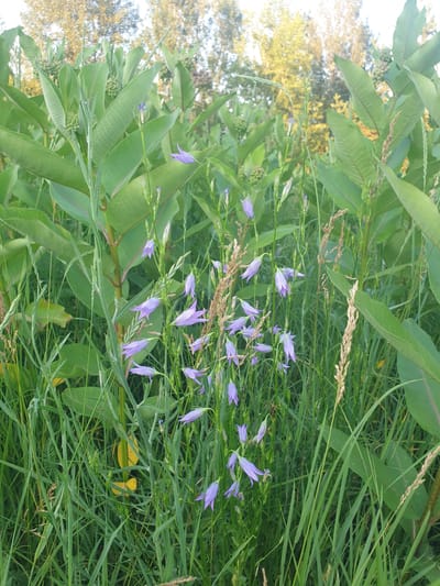 This media file depicts a close-up view of a grassy meadow in Obukhiv, Ukraine. The scene is dominated by lush green foliage, including tall blades of grass and broad, elongated leaves of what appear to be milkweed plants. Interspersed among the greenery are delicate, bell-shaped flowers of a pale purple hue, likely a species of campanula (bellflower). Some of these flowers are in full bloom, while others are still in bud or partially open. Dried stalks of grass or grain are also visible, adding texture to the scene.
In the background, the soft focus reveals a hint of trees with yellowing leaves, suggesting the possibility of late summer or early autumn. The lighting indicates it is daytime, and the overall impression is one of natural abundance and tranquility. The dew drops on some of the leaves suggest the possibility of morning or recent rainfall, contributing to the fresh, verdant appearance of the meadow. No people, text, or specific events are depicted; the focus is solely on the natural flora.