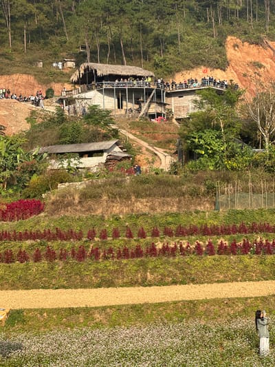 The image depicts a terraced hillside scene in Minh Tân Commune, Vietnam, under clear daylight.
In the midground, a prominent multi-level structure with a large thatched roof and an open-air observation deck is situated on a slope. Approximately 30-40 individuals, primarily adults, are gathered on this deck, standing behind a railing and observing the view. A small red flag with a yellow star, indicative of the Vietnamese national flag, is affixed to the railing on the left side of the deck. Below this main structure, a smaller, single-story house with a grey corrugated roof is visible, surrounded by lush green foliage. Dirt paths traverse the hillside, winding between the buildings and terraces. Several motorcycles are parked near the main building and along an upper path to the left, where a smaller group of people is also present near an exposed red earth cut-out on the hill.
The foreground features multiple agricultural terraces. The lowest visible terrace is densely planted with small white and pink flowers. Above this, a wide, bare earth terrace leads to several higher terraces. These higher terraces feature distinct, ordered rows of dark red/maroon flowers. Further up, patches of wild grasses and other vegetation cover the slopes.
In the lower right foreground, a solitary female figure stands amidst the white and pink flower field. She wears a grey-green long-sleeved top and a white skirt, holding a smartphone in both hands, appearing to photograph or video the surroundings.
The background consists of steep hills covered with dense evergreen trees, likely pines, extending towards the sky. Exposed red earth is visible in several sections of the hillside, indicating recent erosion or construction.