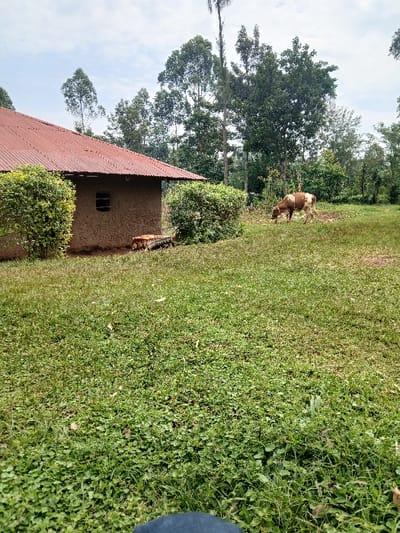The image displays a rural scene within the Lyaduywa/Izava ward, Kenya, under a partly cloudy sky. In the mid-ground on the left, a single-story structure with earthen or mud-plastered walls and a red corrugated metal roof is visible. A small, rectangular, unglazed window opening is present on its visible wall. Two dense green hedges flank the front of the building, partially obscuring its base. Between these hedges and near the building's foundation, a stack of cut wooden logs or planks is present. To the right of the building, a single bovine, characterized by brown and white patching, is observed with its head lowered, actively grazing on a patch of green grass. The background features a dense cluster of tall trees, including slender, lighter-barked species resembling eucalyptus, interspersed with other broadleaf foliage. The foreground is entirely covered by lush green grass and low-lying ground cover. A small portion of dark blue fabric, consistent with human legwear, is visible at the bottom center of the frame, indicating the observer's low vantage point. No other human figures are present in the scene.