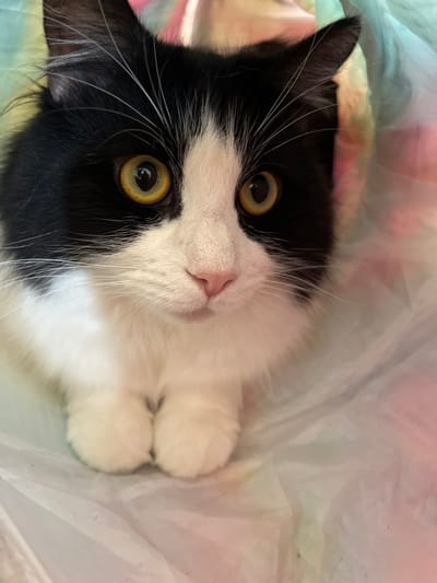 A black and white domestic cat is centrally positioned, directly facing the viewer, inside what appears to be a crinkled, semi-translucent material with pastel rainbow coloration. The cat features predominantly black fur on its head, ears, and back, contrasting with white fur on its muzzle, chin, chest, and front paws. Its large, round eyes are amber-yellow with dark, dilated pupils, and it has a small, pink nose. The cat's front paws are tucked beneath its body in a relaxed posture. The pastel-colored material forms both the immediate surrounding and the blurred background. This scene is located in Southport, United Kingdom.