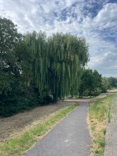 This image depicts a park scene with a paved pathway curving through greenery under a cloudy sky. The pathway is bordered by dry grass on the left and a paved area with a slight incline on the right. Prominently featured is a large weeping willow tree, its branches cascading downwards. In the background, other trees line a body of water, and a few picnic tables and benches are visible, suggesting a recreational area. A man and a woman are seated at a table in the distance, and another person is visible near the edge of the paved area on the right. This location is identified as a park in Alzey, Germany.