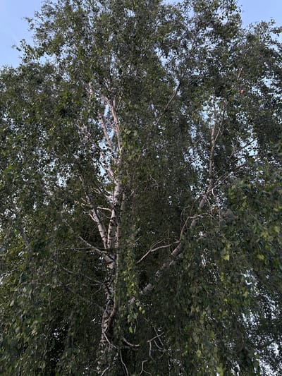The image shows a close-up, low-angle view of a large birch tree with its branches reaching towards the sky. The bark of the tree is predominantly white with black markings, characteristic of birch trees. The branches are laden with green leaves, which appear lush and full. The sky is visible through the gaps in the foliage, appearing as a light blue. The scene is an outdoor natural environment, likely within a park or wooded area in Буркоўскі сельскі Савет, Belarus. There are no people or any visible man-made structures in the frame.