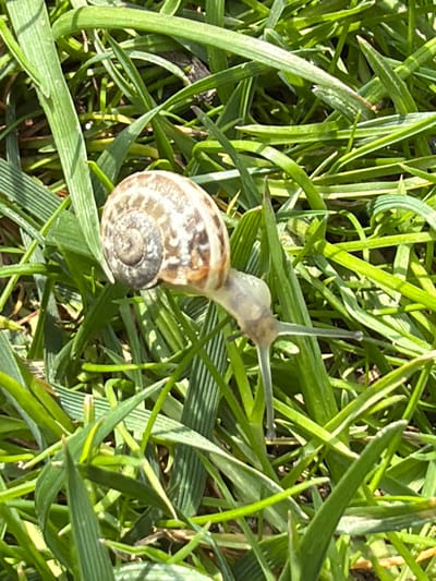 The image shows a snail in green grass. The snail's shell is light-colored with brown markings. The snail's body is extended, and its antennae are visible. The grass is green and lush. The location is Kavrakirovo, Bulgaria.