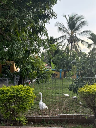 In Lampeuneurutblang, Indonesia, a fenced enclosure contains several white geese wandering on a grassy area. A mature goose stands prominently in the foreground to the right of a vibrant green bush, facing right with its head turned slightly. In the background, more geese are visible, one appearing to be a gosling. The enclosure is surrounded by lush greenery, including mature trees with dense foliage, a palm tree with coconuts, and various shrubs. A yellow building with blue and black trim is partially visible behind the trees on the left. The sky is overcast.