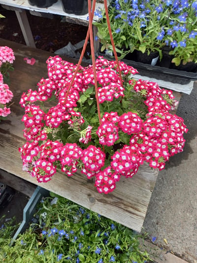 A hanging basket overflowing with bright pink verbena flowers with white centers is suspended from an orange string, resting on a weathered wooden surface. To the left of the hanging basket, a cluster of pale pink flowers can be seen. In the background, behind the wooden surface, are dark plastic pots and trays filled with plants, including some with small blue flowers. Below the wooden surface, a green plastic crate contains more of the blue-flowered plants. The scene appears to be outdoors, possibly at a market or garden center, with a grey concrete surface visible to the right. The image shows a selection of flowering plants.