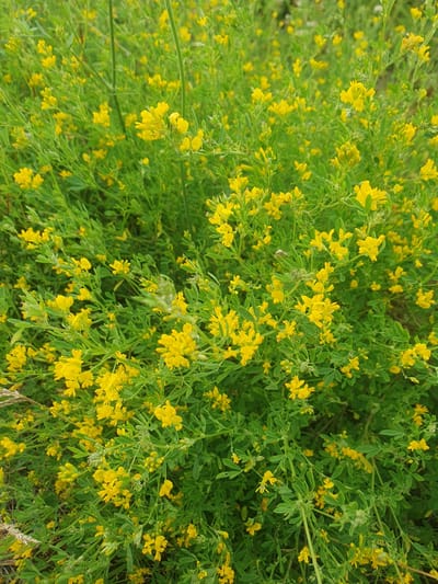 The image shows a dense field of small yellow flowers blooming amidst lush green foliage. The flowers are clustered in small bunches along thin stems, creating a vibrant carpet of yellow against the backdrop of green leaves. The overall impression is one of a natural, untamed landscape. There are no people or man-made objects visible in the image. The scene is consistent with a natural setting in a rural or semi-rural area. The image does not provide any specific visual cues to pinpoint its location within Mukhametovo, Russia, or any other specific geographic location.