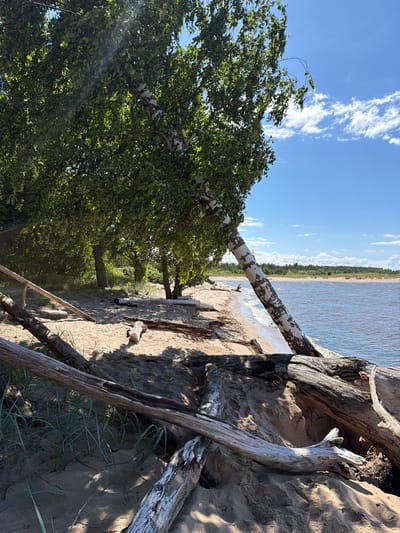 The image depicts a natural beach scene on a sunny day. A birch tree with white bark and green leaves leans precariously over a sandy beach. The beach is littered with driftwood of various sizes, some partially buried in the sand, while others lie exposed. In the background, a body of water, likely a river or lake, stretches towards a tree-lined horizon under a bright blue sky with scattered white clouds. The scene appears tranquil and undeveloped, typical of a natural landscape. No people or structures are visible in the image.