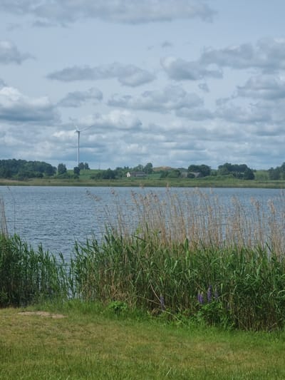 The image depicts a tranquil lakeside scene in Kalniškiai, Lithuania, under a cloudy sky. In the foreground, lush green grass transitions to a dense growth of tall reeds and stalks along the water's edge, interspersed with a few clusters of purple lupine flowers. Beyond the reeds, a calm, blue lake stretches horizontally across the frame. The middle ground reveals a verdant shoreline dotted with trees and a few scattered buildings, including a house with a red roof and a barn-like structure. Further in the distance, a prominent white wind turbine stands tall against the sky, symbolizing renewable energy. The overall atmosphere is serene and natural, characteristic of a rural Lithuanian landscape.