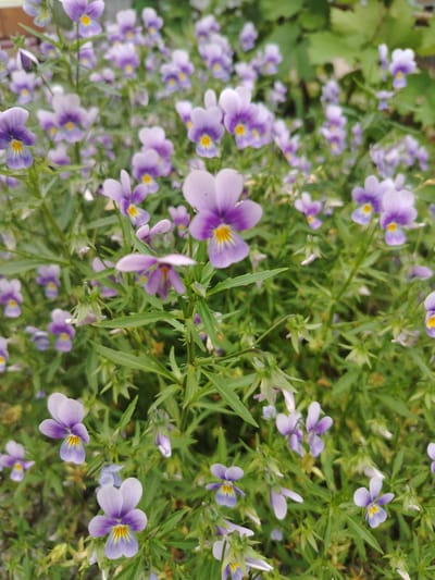 The image shows a close-up of a cluster of wild pansies in bloom. The flowers have delicate, multi-colored petals, primarily in shades of purple, lavender, and white, with yellow markings in the center. They are surrounded by lush green foliage and thin, wiry stems. Some of the flowers are fully open, displaying their intricate patterns, while others are still in bud or partially closed. The background is softly blurred, suggesting a shallow depth of field, and consists of more foliage and hints of a natural setting, possibly a garden or a wild meadow. The lighting appears to be natural daylight, casting a gentle illumination on the flowers. The overall impression is one of natural beauty and the vibrancy of spring or early summer. The location context provided is Святогорье, Russia. There is no visible text in the image.