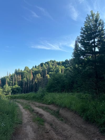 An outdoor, eye-level, vertical shot captures a dirt path winding through a lush green landscape. The path, rutted and worn, is bordered by tall grass dotted with small white flowers. In the foreground, a large pine tree stands to the right, its dark green needles contrasting with the bright blue sky. The middle ground is filled with a dense forest covering a rolling hill. Some trees in the forest appear dead or dying, their bark a reddish-brown, while others are vibrant green. Wispy white clouds drift across the clear blue sky. The scene depicts a natural, undeveloped area, suggesting a rural or wilderness setting. There are no people or animals visible in the image. The overall impression is one of natural beauty and tranquility.