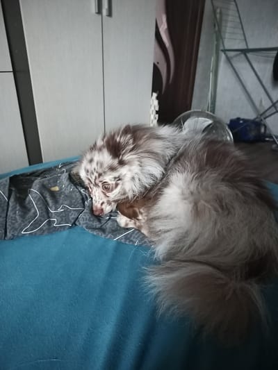 The image shows a fluffy, merle-colored dog with distinctive brown and white markings on its face, lying curled up on a teal-colored surface. The dog's eyes are open and it appears to be looking towards the left side of the frame. Behind the dog, on the left, are the doors of a light-colored wardrobe. To the right of the wardrobe, a dark patterned curtain is visible, and further to the right is a metal drying rack. The overall impression is that of an indoor domestic setting. The specific location in the city of Lomonosov, Russia cannot be determined from the image.