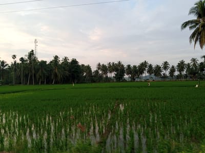 A wide shot captures a lush green rice paddy field stretching across the foreground, with rows of young rice plants reflected in the shallow water. In the mid-ground, the field extends to a line of palm trees and other lush vegetation. A telecommunications tower is visible in the distance on the left. A person is seen working in the field on the right, and a white flag on a pole is also visible. The sky above is overcast with soft clouds. The image appears to be taken at dusk or dawn. The scene is serene and agricultural.