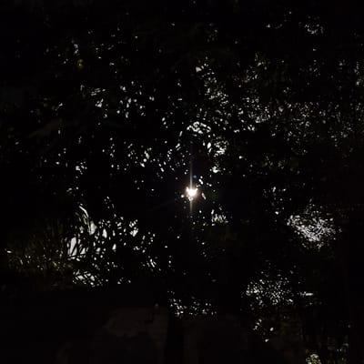 The image presents a nighttime scene in Sámara, Costa Rica, viewed upwards through a dense canopy of dark foliage. A solitary, intense artificial light source, likely a streetlight, is positioned centrally within the frame, exhibiting a distinct starburst effect. This light partially illuminates the immediate surrounding leaves and branches, which are predominantly silhouetted against a slightly lighter, irregular background glimpsed through gaps in the foliage. The bottom portion of the image reveals dark, indistinct shapes that suggest underlying structures or terrain, heavily shadowed. No individuals, animals, or specific actions are discernible. The environment is characterized by heavy darkness with a single dominant light source amidst dense tree cover.