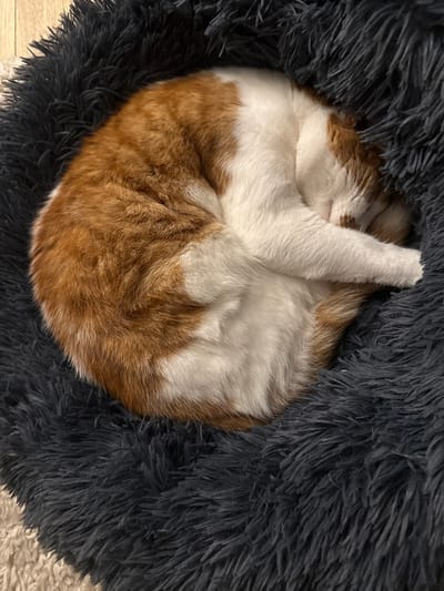 A domestic cat, displaying ginger and white fur, is observed sleeping in a tightly curled position within a dark grey, circular, plush pet bed. Its head is concealed by its front paws. The pet bed is situated on a light-colored, textured floor covering, partially revealing a wooden floor surface in the upper left background. The scene is located in the city of New Forest, United Kingdom.
