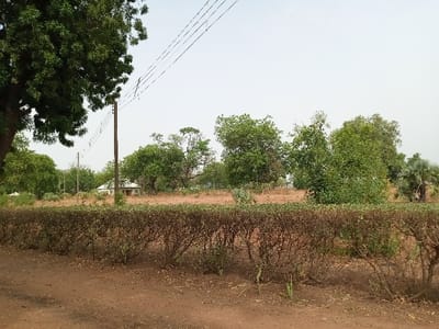 The image shows a dirt road in front of a row of bushes in Rumde Waziri, Nigeria. The road leads to a small, white building in the background, partially obscured by trees. There are numerous trees on both sides of the road, some of which are larger than others. The sky is clear, and the ground is dry and brown. Power lines are strung across the image. No people are visible.