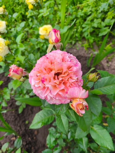 A close-up shot captures a vibrant pink rose in full bloom, its petals delicately layered and tinged with darker pink edges. Several rosebuds, also showing hints of pink and yellow, are scattered around the main flower. The rose is surrounded by lush green foliage, with some yellow roses visible in the blurred background. The soil beneath the plants is dark and earthy, indicating an outdoor garden setting. The image appears to have been taken in Dolzhikovo, Russia.