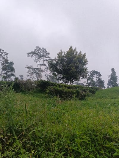 The scene depicts a hazy, natural landscape in Banteay Srei, Cambodia, under an overcast sky. The foreground is dominated by a dense growth of unkempt green grass and various leafy plants. In the midground, a low, continuous line of dark green bushes or small trees stretches horizontally across the frame. Behind this shrubbery, numerous taller trees with varying shades of green foliage extend towards the background, their forms becoming less distinct due to atmospheric haze or fog. The sky above is uniformly light gray, obscuring any clear horizon or features. No people, animals, or man-made objects are present.