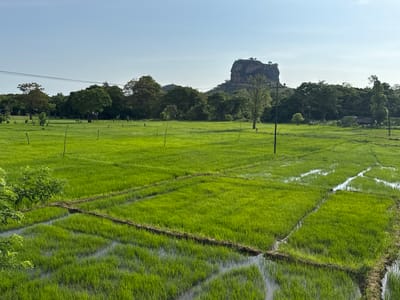 The image depicts a vibrant green rice paddy field in Sigiriya, Sri Lanka. The field is divided into rectangular sections with small earthen dams retaining water. Young rice plants cover the sections. In the background, a prominent rock formation, Sigiriya Rock, is visible, surrounded by lush trees and vegetation. Overhead power lines are strung between wooden utility poles. The sky is clear and light blue.