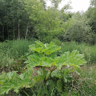 The image depicts a wild, overgrown area with lush green vegetation. In the foreground, a large plant with broad, serrated leaves dominates the scene. Behind it, tall grasses and other wild plants grow densely. In the background, a line of trees creates a natural backdrop, with some of the trees appearing lighter in color, possibly birch. The sky is overcast and light. The scene is one of natural wilderness, with no signs of human activity or urban structures, therefore no specific location in the city of Yudino, Russia can be determined.