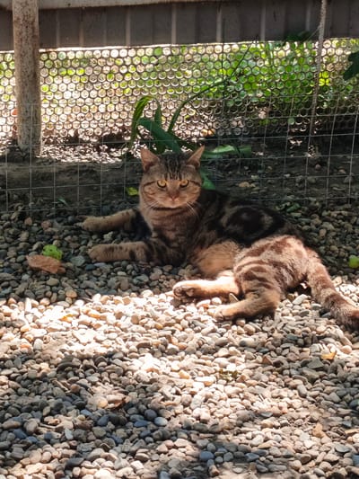 A tabby cat with brown and black stripes is lying on a bed of gravel in an outdoor enclosure. The cat is facing the camera with its head turned slightly to the right. Sunlight is streaming down, creating dappled shadows on the gravel. In the background, there is a wire fence with circular openings and some green foliage visible through it. The cat's paws are extended forward, and its tail is curled around its body. The environment appears to be a yard or a pen.
