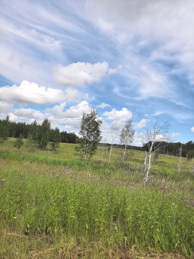 An outdoor, eye-level, medium shot captures a natural landscape under a partly cloudy sky. In the foreground, tall, green grass with scattered purple flowers dominates the scene, interspersed with dry, brown vegetation near the bottom. A line of trees, varying in height and density, stretches across the middle ground, with some appearing leafless and white-barked, suggesting birch trees, while others are a darker green. The background features a dense forest line under a bright blue sky with wispy white clouds. The location is identified as a rural area within the village district of Peterfeld in Kazakhstan. There are no people or animals visible in the image.