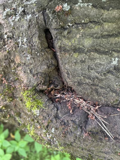 The image shows a close-up view of a textured, dark gray, rough surface, likely a rock or a weathered tree trunk, covered in patches of green moss and lighter-colored lichen. A narrow, dark crevice runs horizontally across the center of the frame, filled with dried organic matter, including small twigs and brown leaf fragments. To the left of this crevice, a cluster of bright green moss is visible, adding a vibrant contrast to the otherwise muted tones of the surface. In the background, out of focus, are soft green leaves, suggesting an outdoor, natural setting, possibly a forest or garden. The lighting appears to be natural daylight, casting no harsh shadows and indicating an overcast or diffused light condition. The overall mood conveyed is one of nature's resilience and the slow processes of growth and decay. There is no visible text in the image. The location context is Гудзевіцкі сельскі Савет, Belarus.